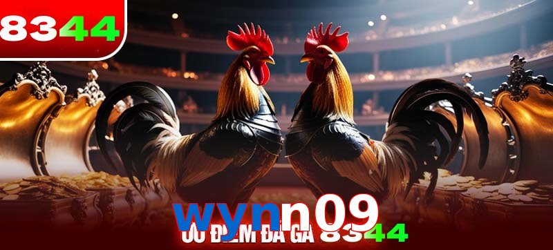 Thể loại đá gà wynn09 được ưa chuộng